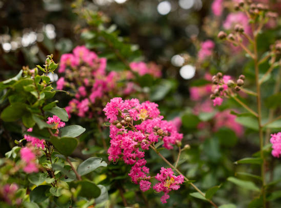 Lilas des indes 'Berlingot menthe'