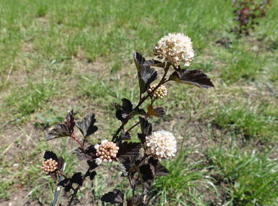 Physocarpe 'Tiny wine'