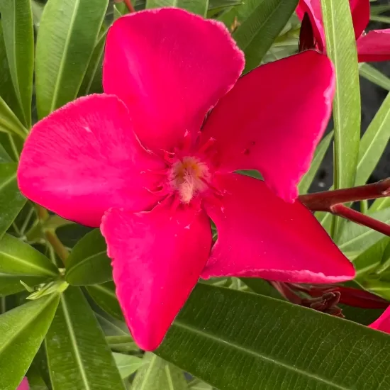 Laurier rose 'Rosanie' (Nerium oleander) — gros plan de fleur rose vif et feuillage