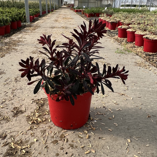 Euphorbe 'Miners merlot'