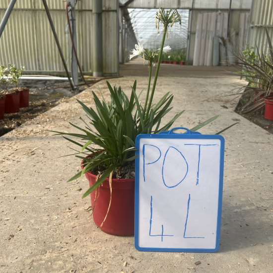 Agapanthe 'Pitchoune' ® Bleu