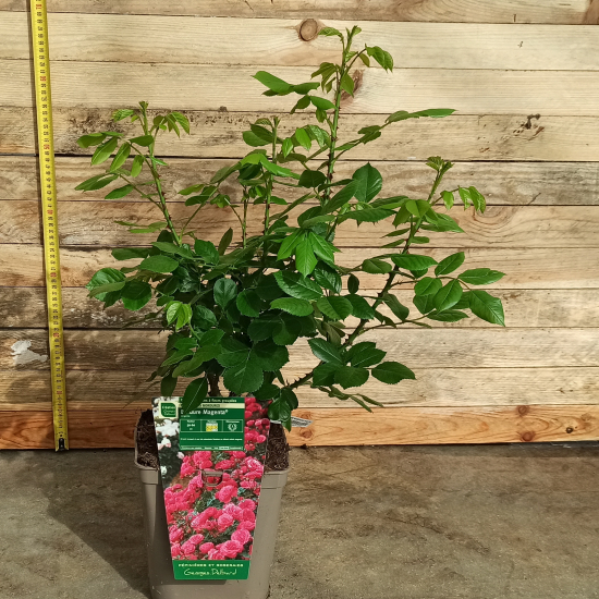 Rosier 'Bordure magenta'