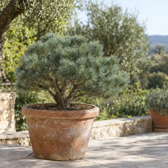 Pin parasol nain 'Silver crest' (Pinus pinea) — conifère compact dans grand pot en terre cuite · Photo d'illustration