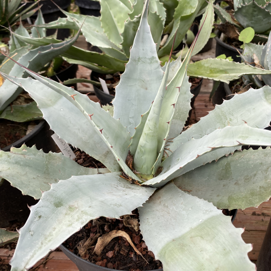 Agave à feuilles ovales 'Vanzie'