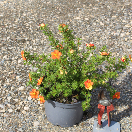 Potentille 'Red jocker'