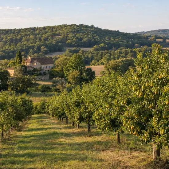 Poirier bartlett 'Bartlett' (Pyrus communis) — rangée d’arbres fruitiers dans un paysage vallonné