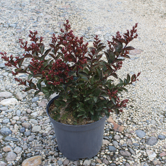 Lilas des indes 'Enduring pink'