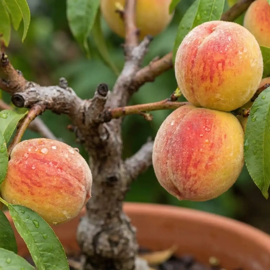 Pêcher nain 'Bonanza'