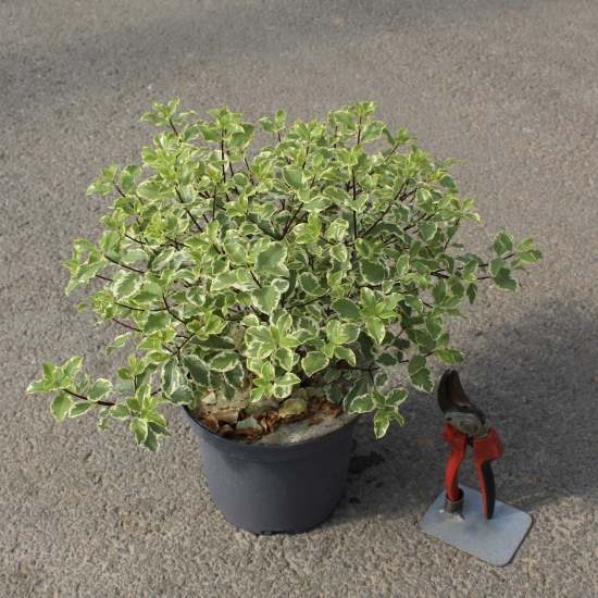 Pittospore 'Variegatum'