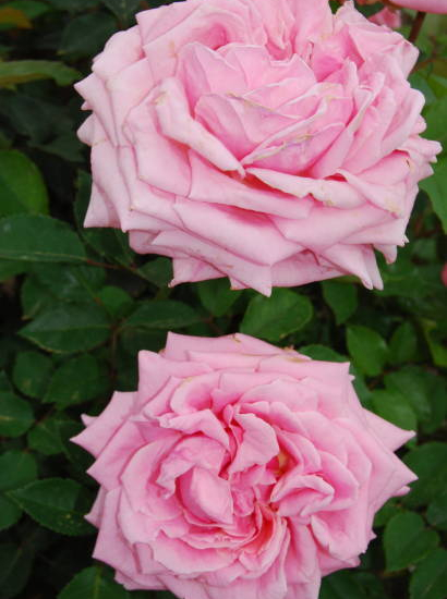 Rosier 'Andre le notre '