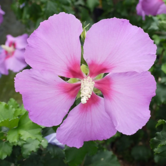 Althéa 'Hibisa parma'