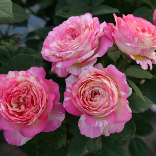 Rosier 'Marc chagall'