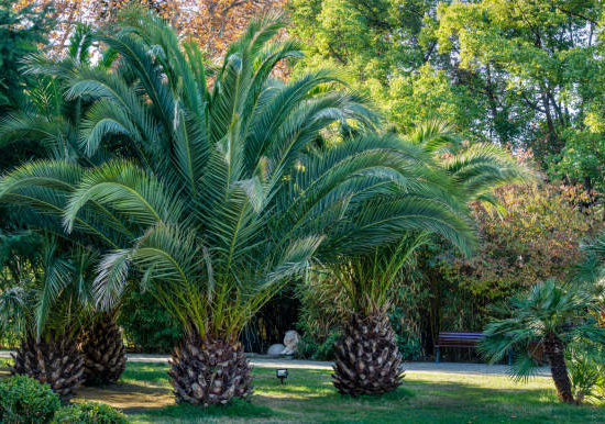 Phoenix canariensis
