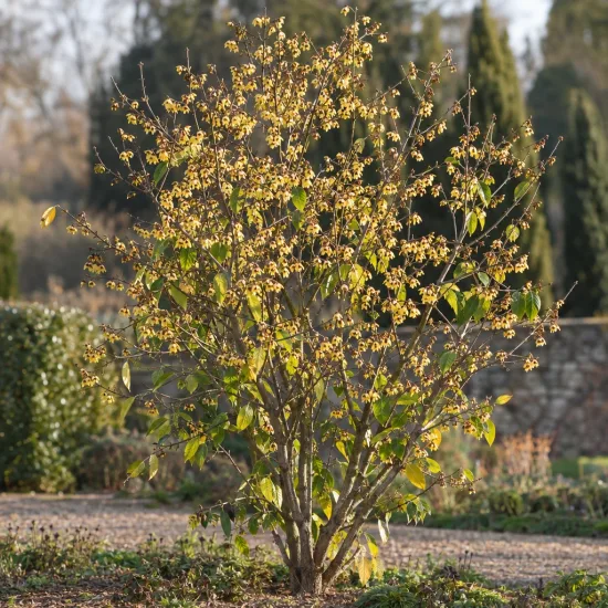 Chimonanthe précoce (Chimonanthus praecox) — arbuste fleuri aux petites fleurs claires en massif