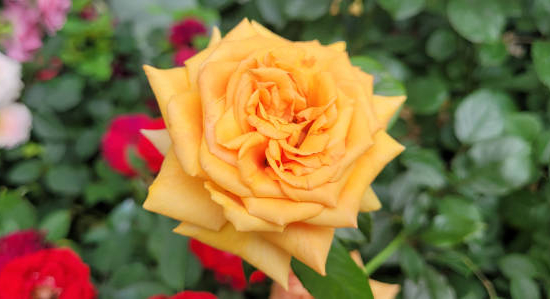 Rosier 'Amber voluptia '