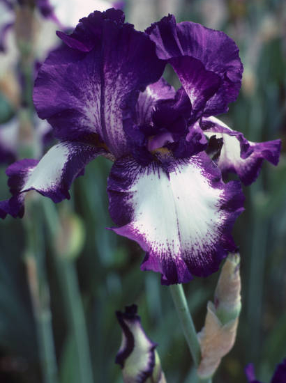 Iris d'allemagne 'Mariposa autumn violet'