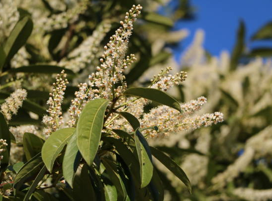 Laurier du portugal 'Angustifolia'