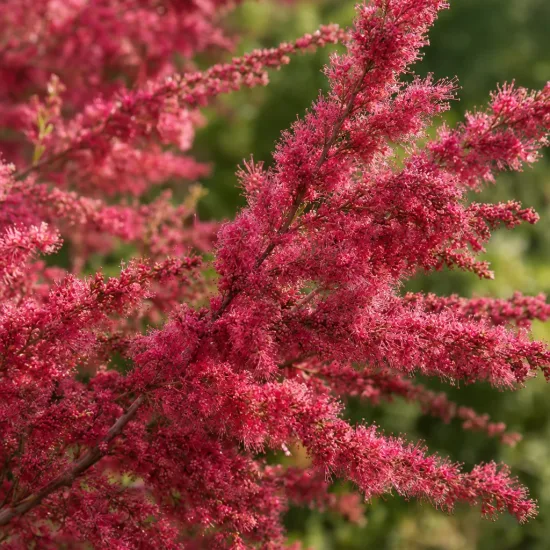 Tamaris d'été 'Rubra' (Tamarix ramosissima) — longues grappes plumeuses de fleurs rose vif