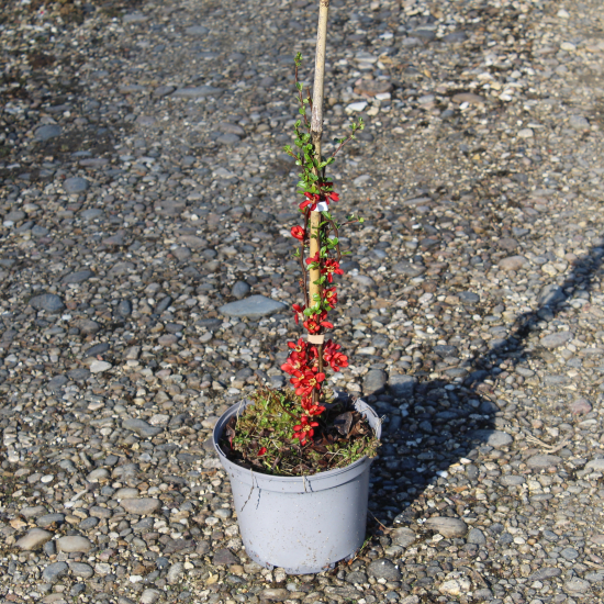 Cognassier à fleurs 'Rubra'