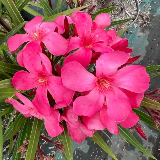 Laurier rose 'Papa Gambetta' (Nerium oleander) — gros plan de grandes fleurs roses ouvertes, photo 4
