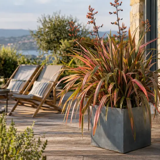 Lin de nouvelle-zélande 'Rainbow maiden' (Phormium tenax) — touffe de feuillage rubané sur terrasse en bois