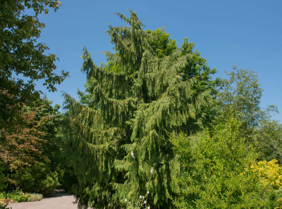 Cyprès de nootka pleureur 'Pendula'