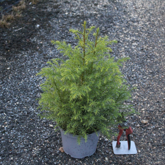 Cèdre du japon 'Elegans viridis'