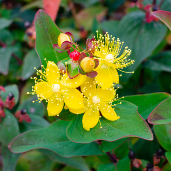 Millepertuis 'Magical universe'