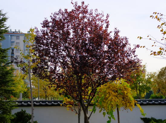 Prunier à fleurs
