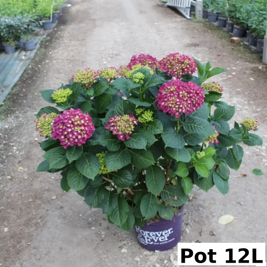 Hortensia 'Forever and ever purple'