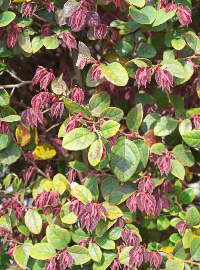 Loropétale de chine 'Blush'