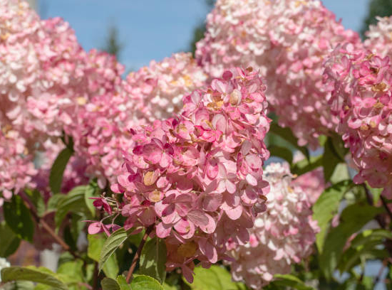 Hortensia paniculé 'Diamant rouge'