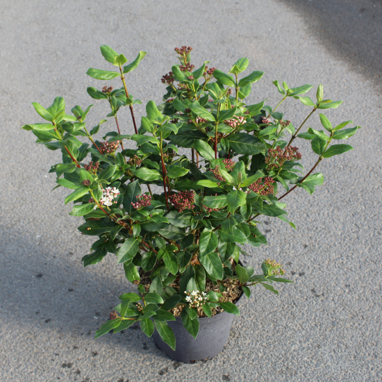 Viorne tin 'Gwenllian'