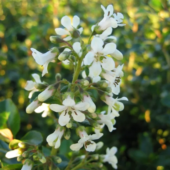 Escallonia blanc