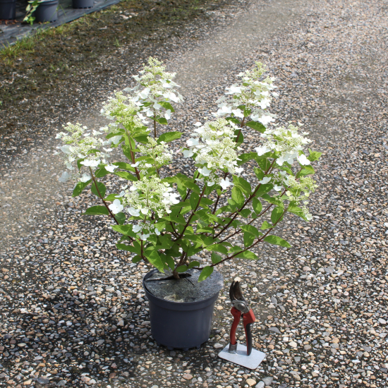 Hortensia paniculé 'Unique'