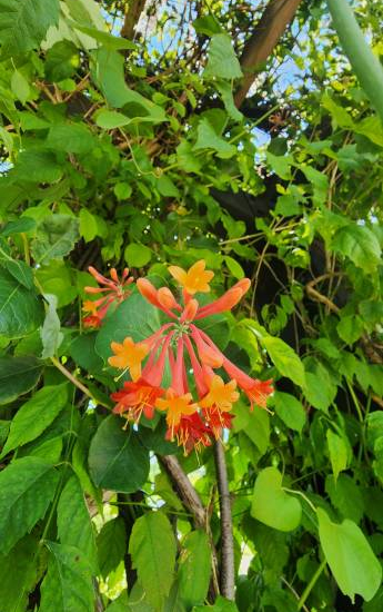 Chèvrefeuille grimpant 'Dropmore scarlet'