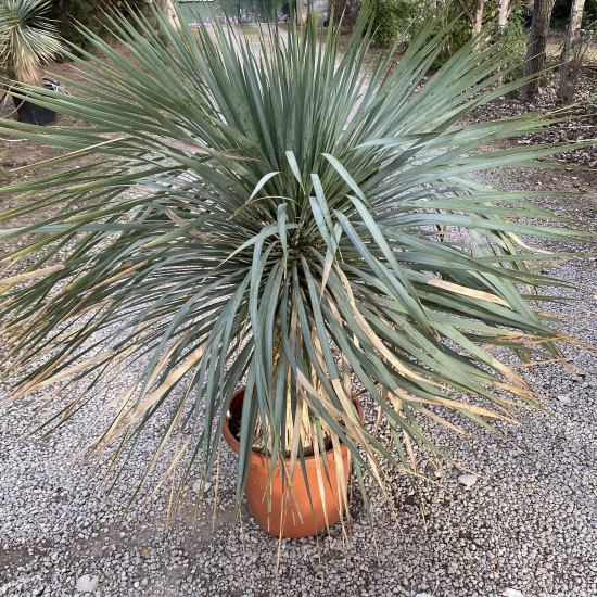 Yucca Rostrata