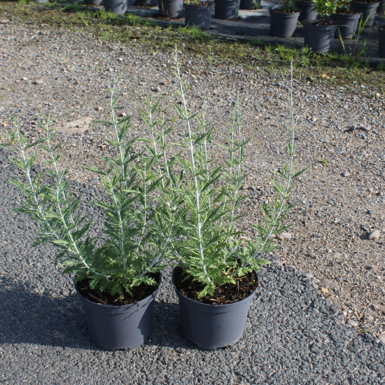 Lavande d'Afghanistan