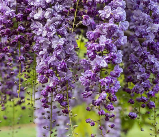 Glycine 'Black dragon' (Wisteria floribunda) — grappes pendantes de fleurs violettes très fournies