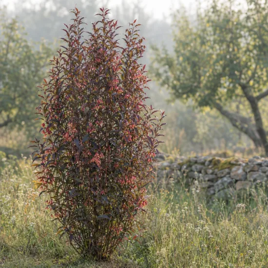 Dodonea 'Purpurea' (Dodonea viscosa) — arbuste dressé aux feuilles colorées dans un pré · Photo d'illustration