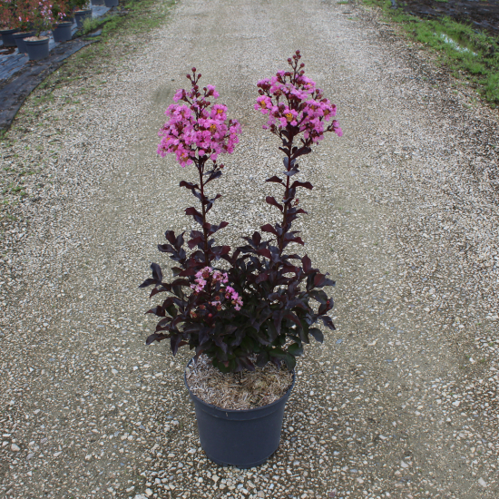 Lilas des indes 'Rhapsody in pink'