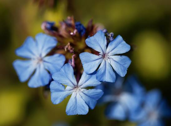 Plumbago de chine