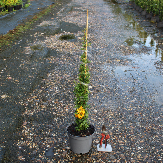 Buisson-ardent 'Orange cadange'