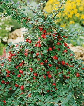 Cotonéaster 'Streibs findling'