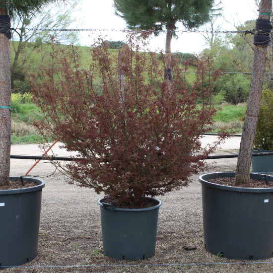 Érable du japon 'Jerre schwartz'