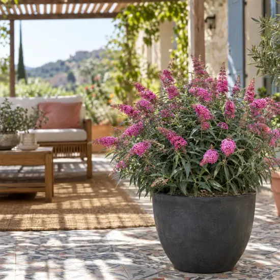 Buddleia 'Butterfly candy little pink' (Buddleja davidii) — arbuste fleuri rose en pot sur terrasse