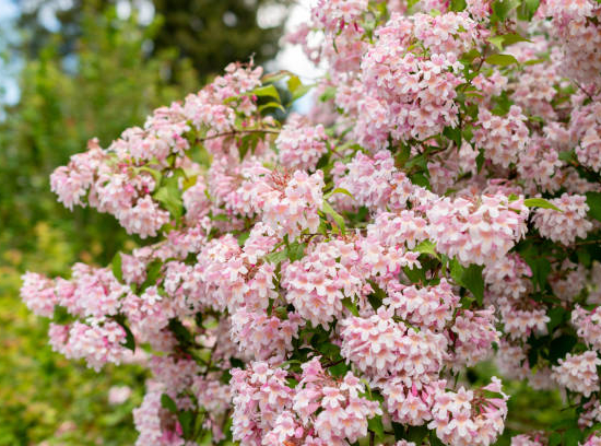 Buisson de beauté 'Pink cloud'