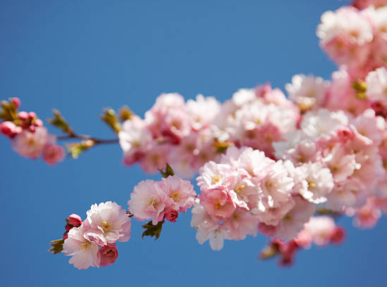 Cerisier du japon 'Accolade'