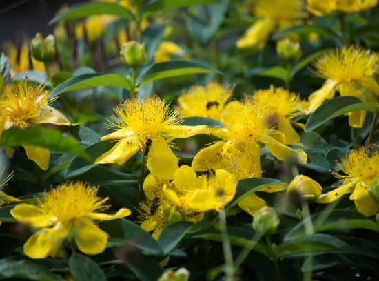Millepertuis 'Magical sunshine'