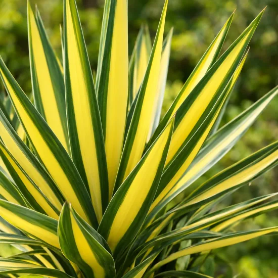 Yucca 'Golden sword' (Yucca flaccida) — longues feuilles dressées vert foncé et jaune